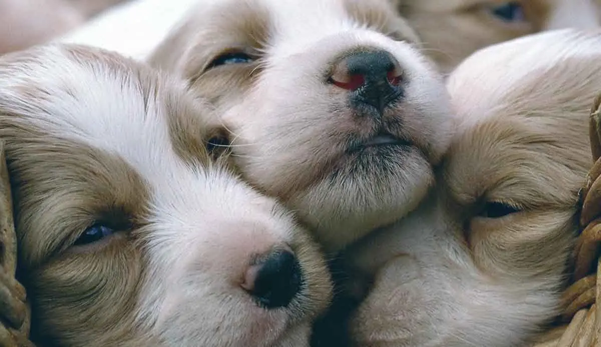 tan and white puppies_wallupnet