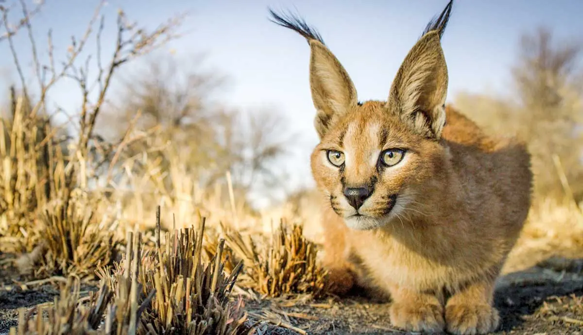 caracal cat with pointed black ears wildcat