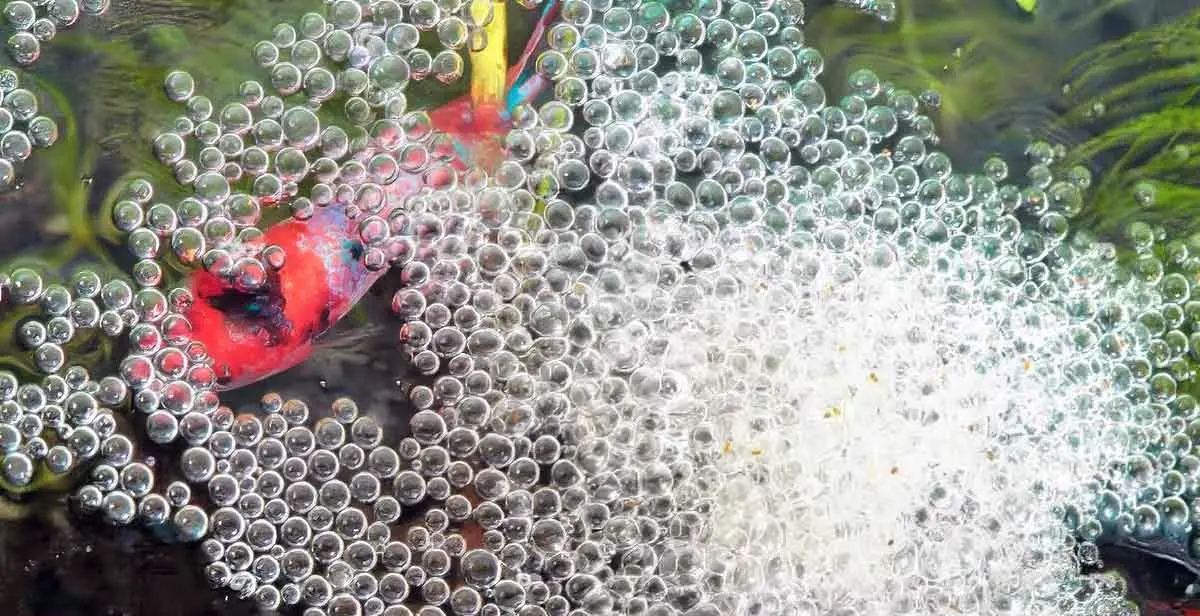 siamese fighting fish betta splendens guarding bubble nest
