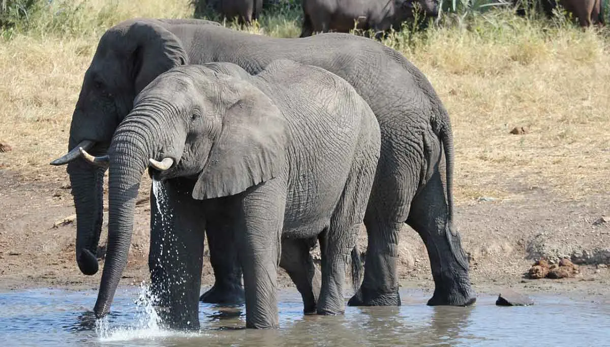 two elephants standing in a watering hole