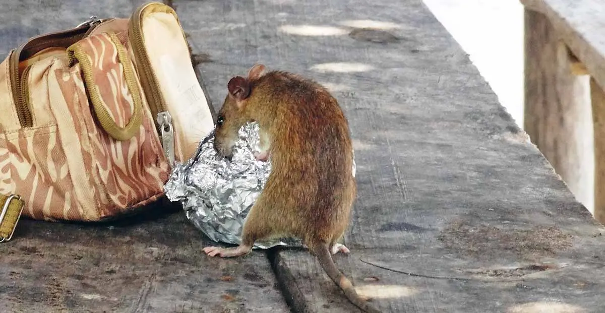 rat in street eating food covered in foil