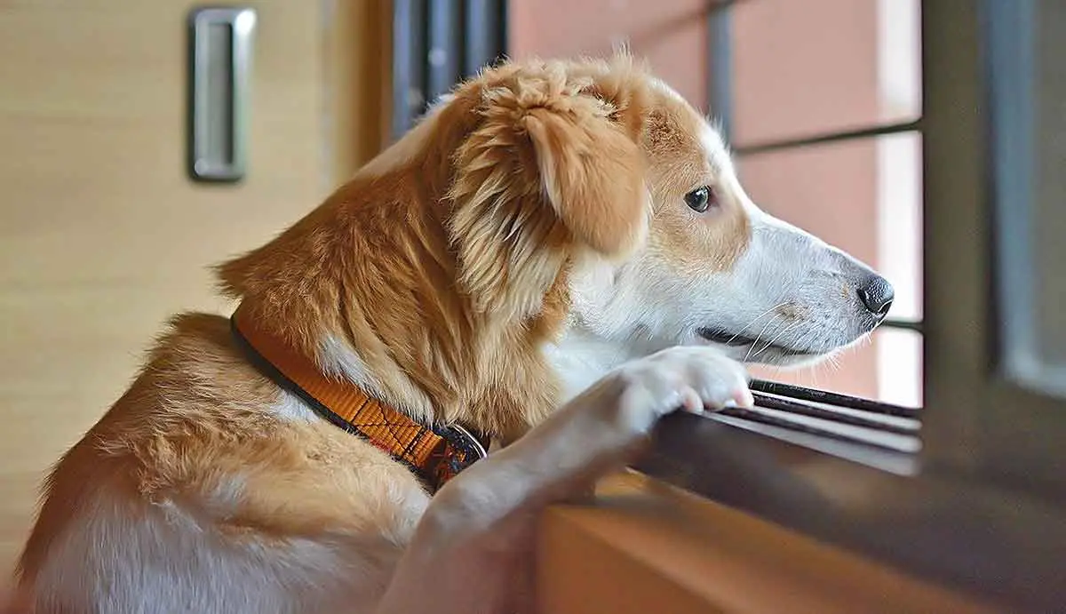 dog sitting waiting window