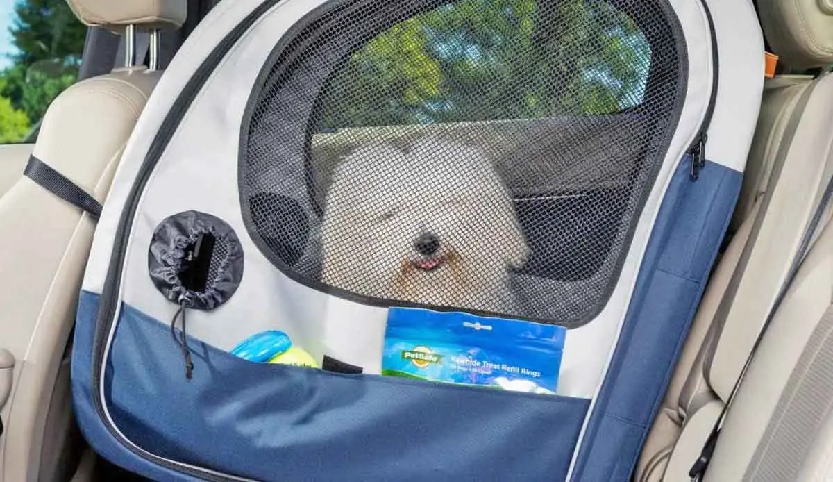 dog in car crate