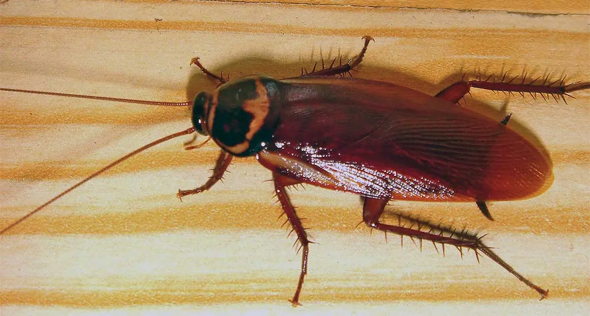 a cockroach on a wooden table 