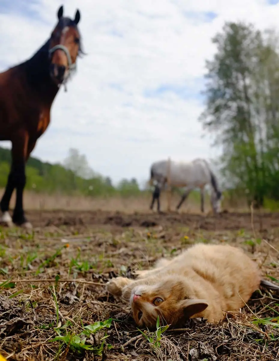 cat lying by horse