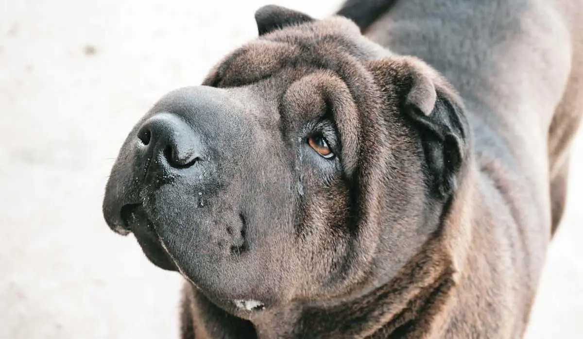 Brown Shar Pei Dog Looking Up at Owner