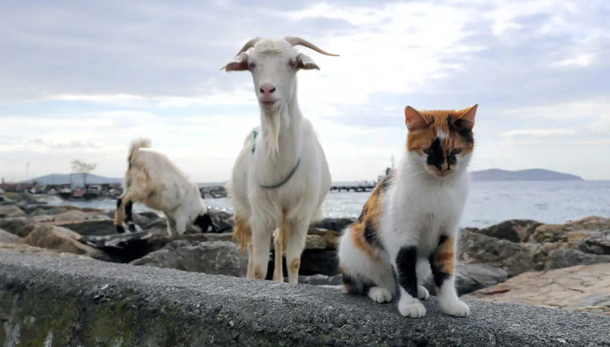 cat and goat side by side
