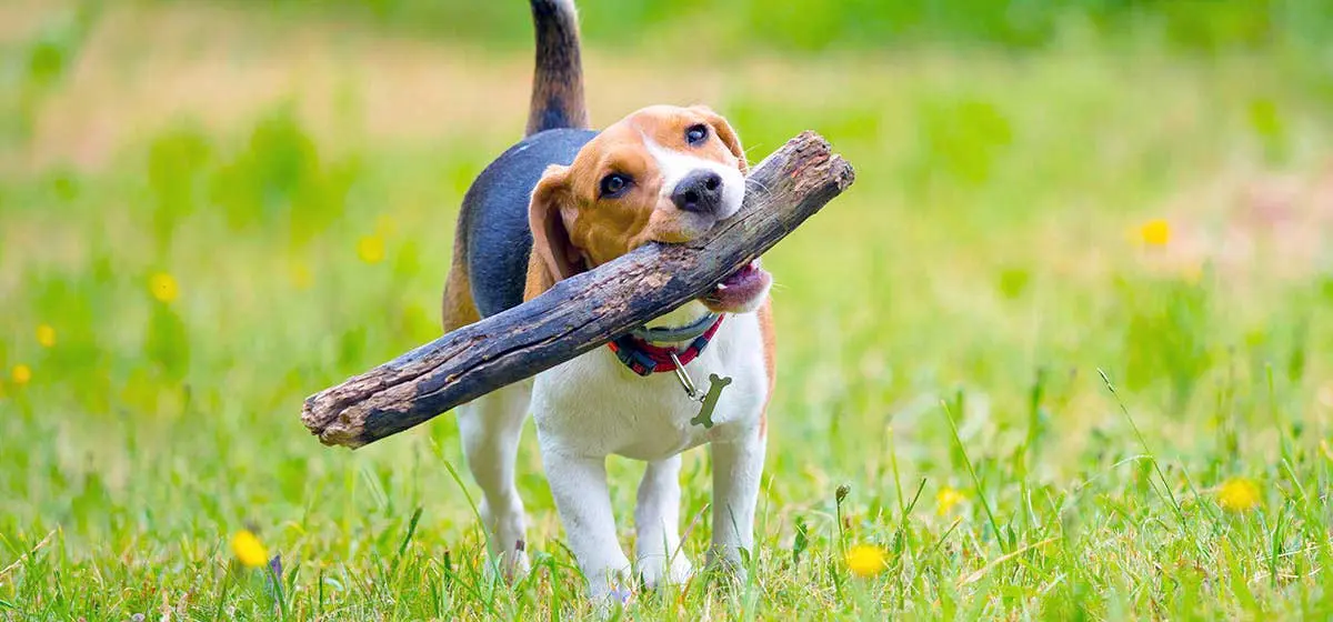 dog beagle chewing stick