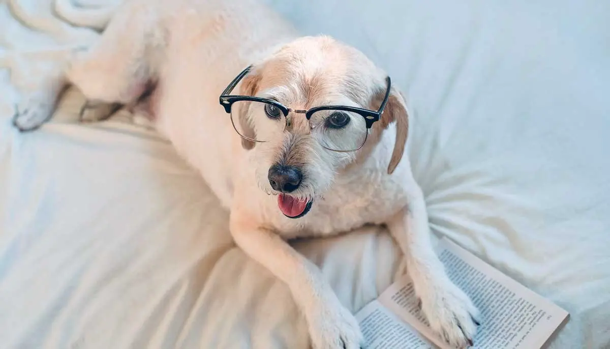 smart dog glasses reading dog intelligence