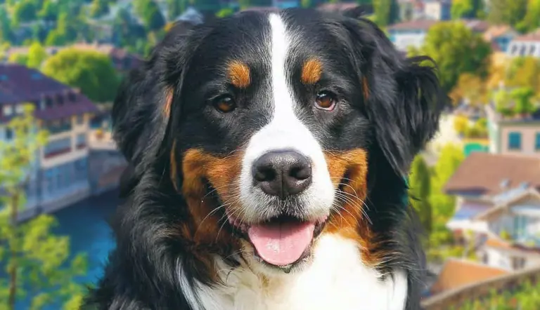 how come bernese mountain dogs have short lives