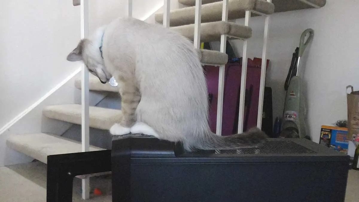 kitten on computer case