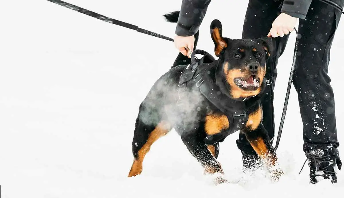 rottweiler training in the snow