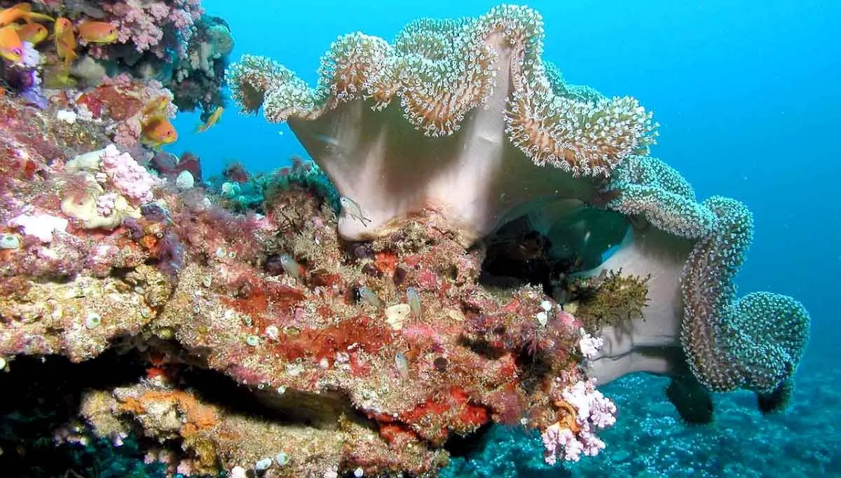 wavy coral