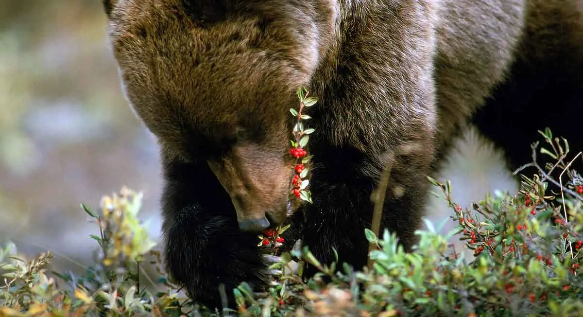 grizzly bear eating berries