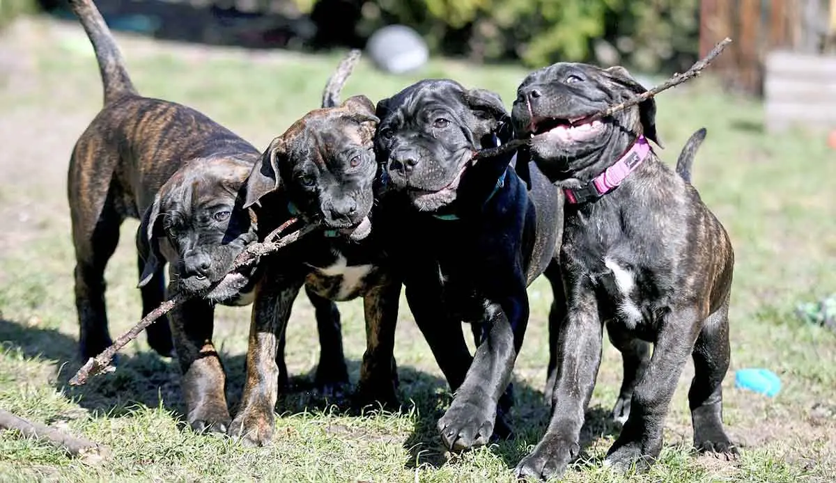 cane corso puppy litter young pups