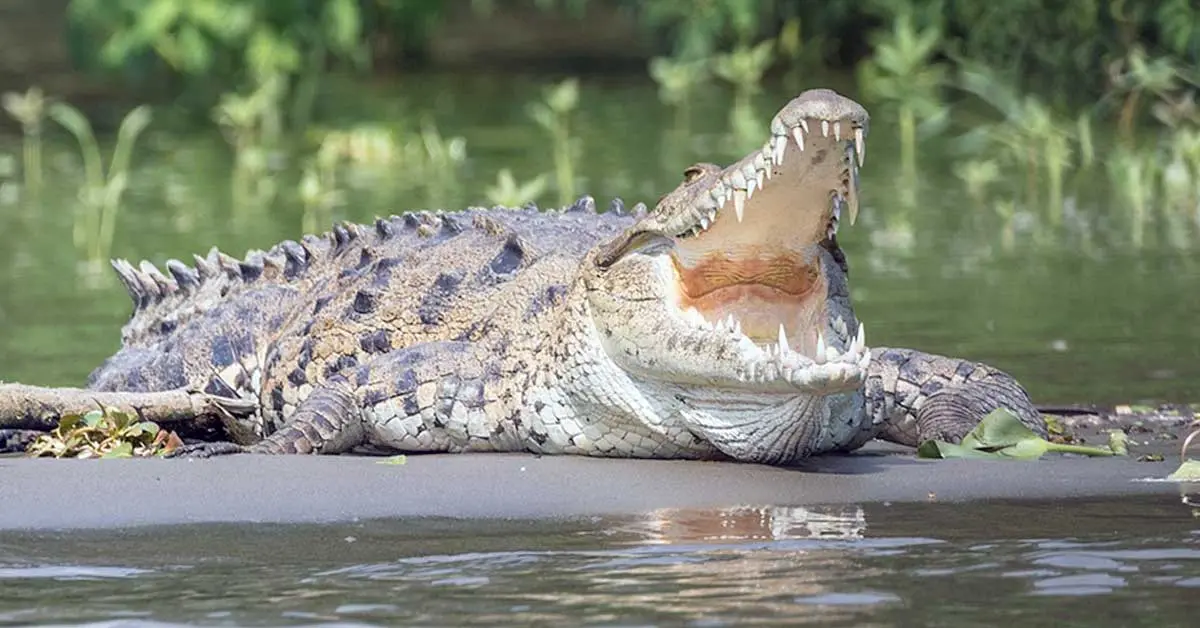 crocodile with mouth open near water