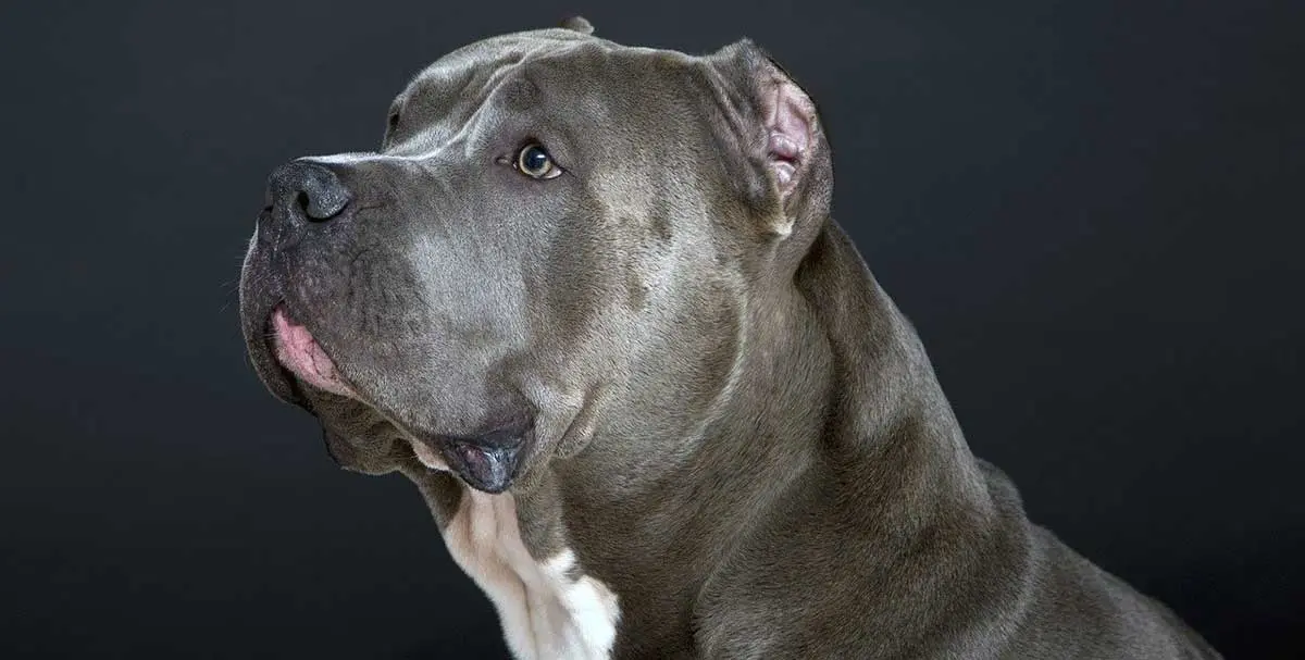 blue pitbull with cropped ears side of face profile
