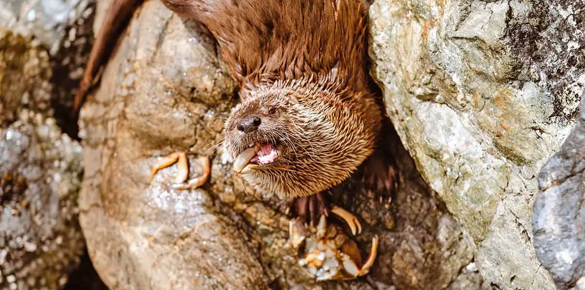 sea otter rock brown