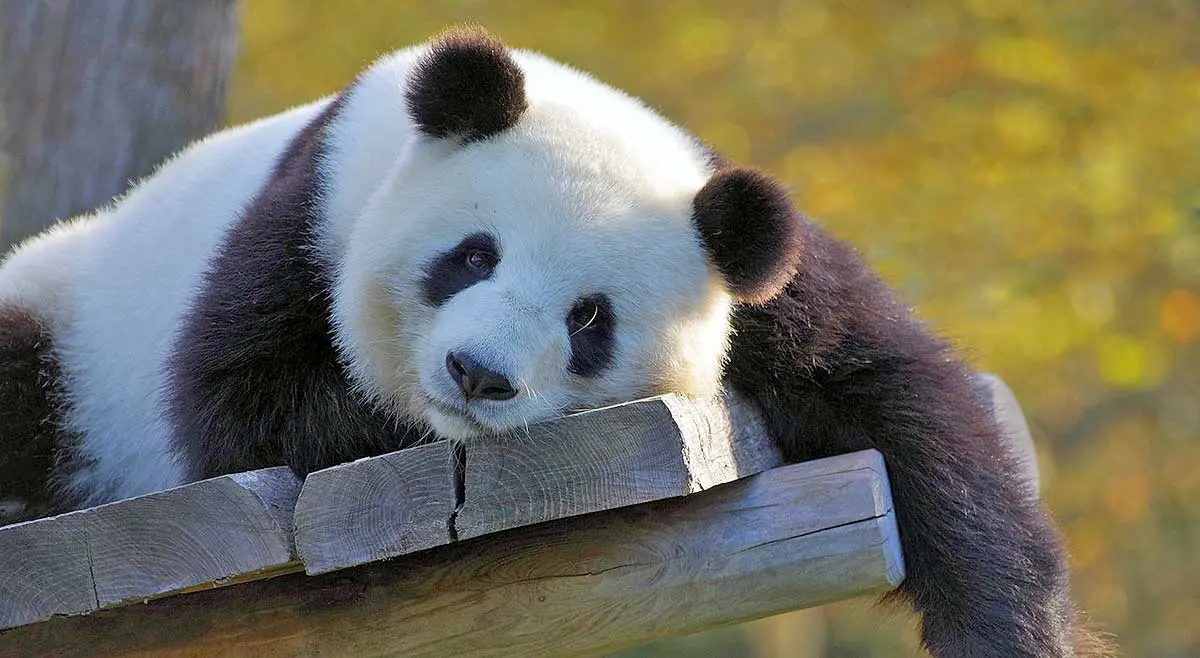 panda bear lazing on platform