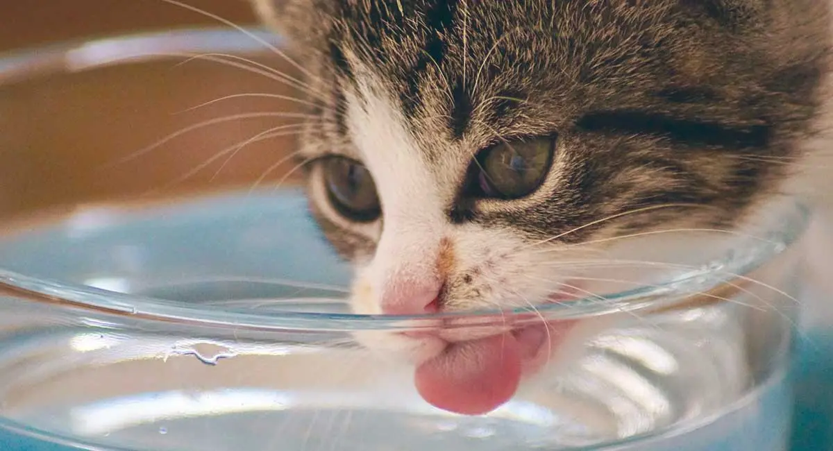tabby cat drinking from water bowl