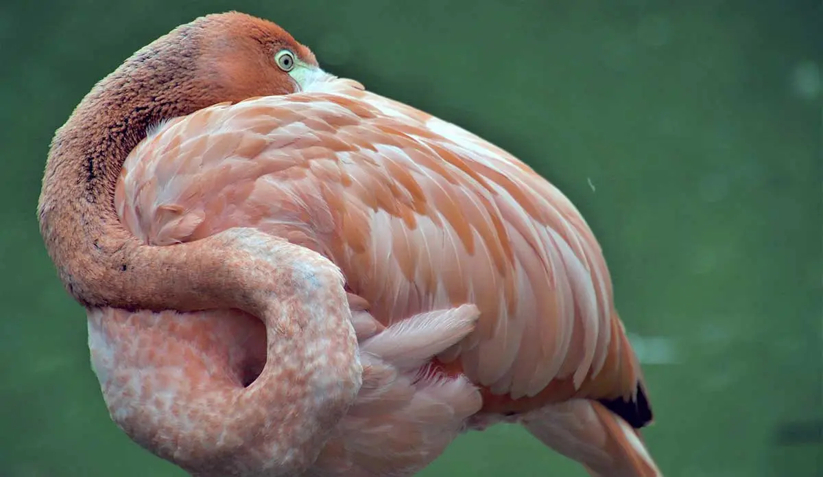 flamingo flexible neck