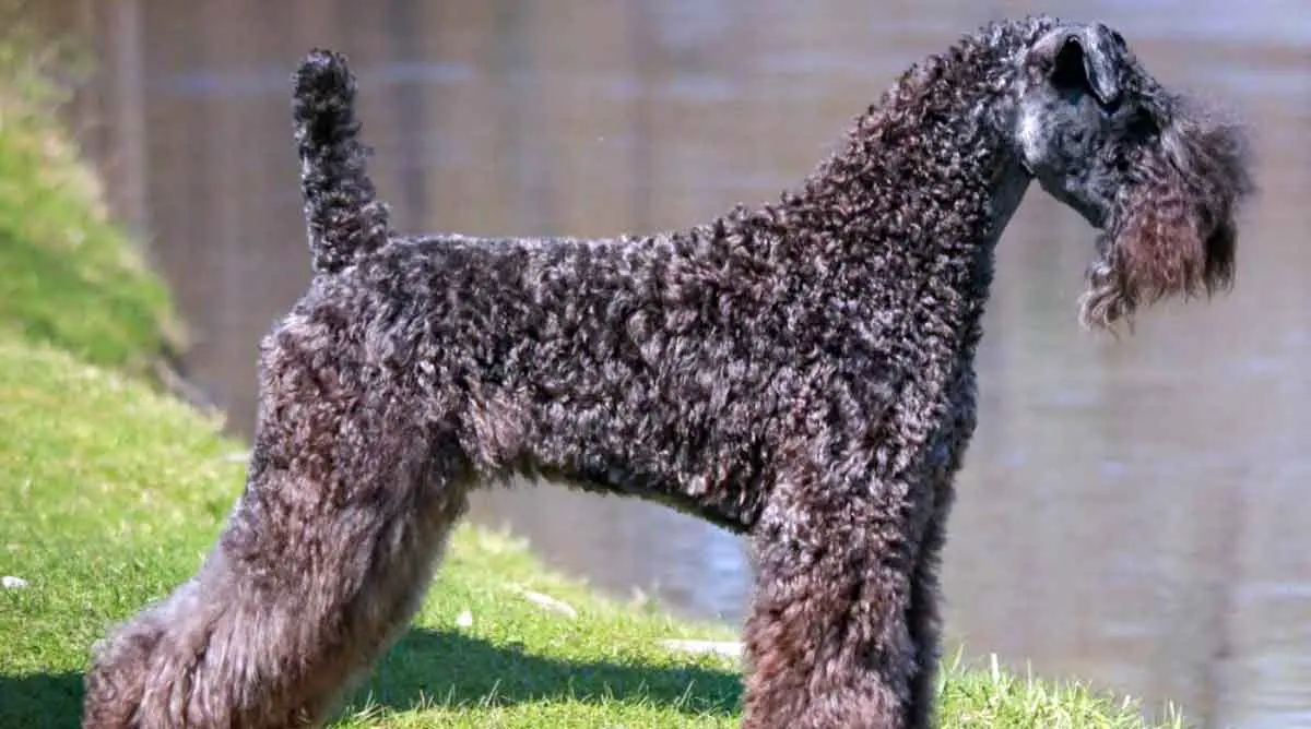 Kerry Blue Terrier Curly