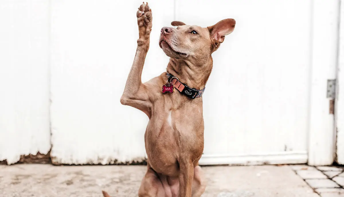 cute dog with paw in air