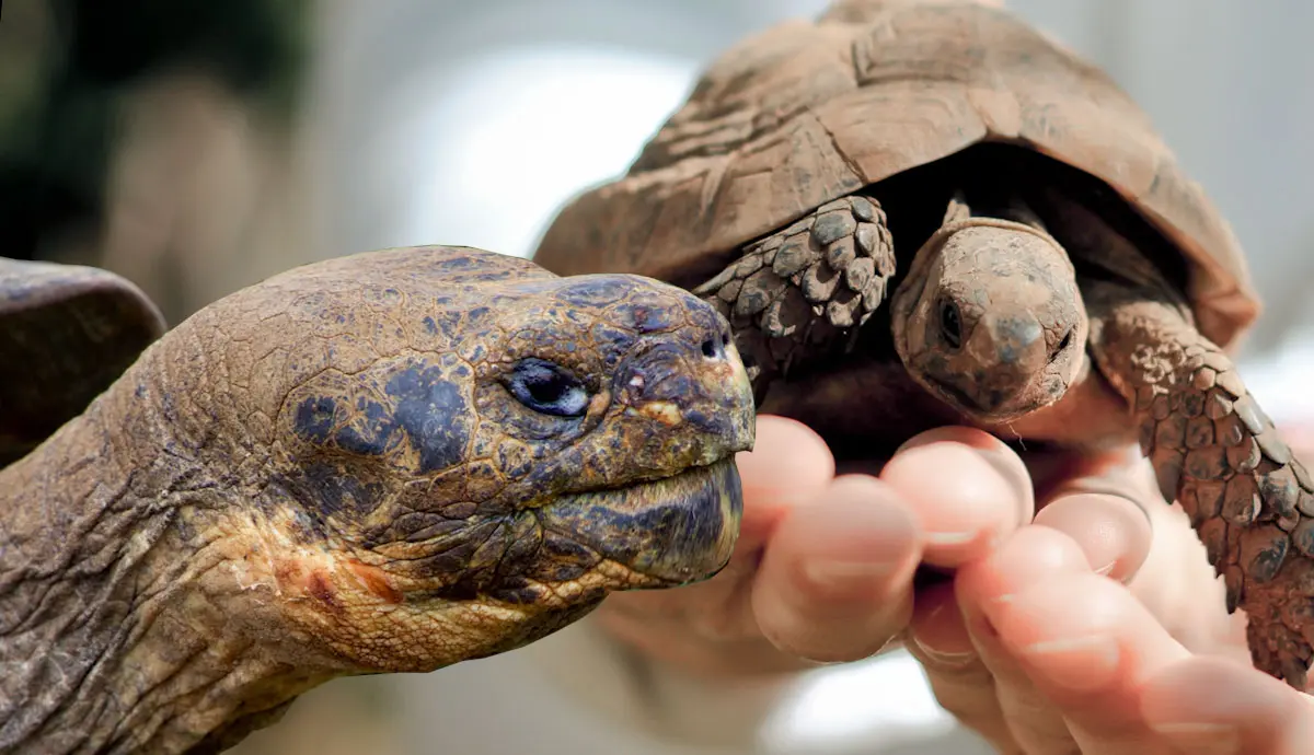 pros and cons of pet tortoise