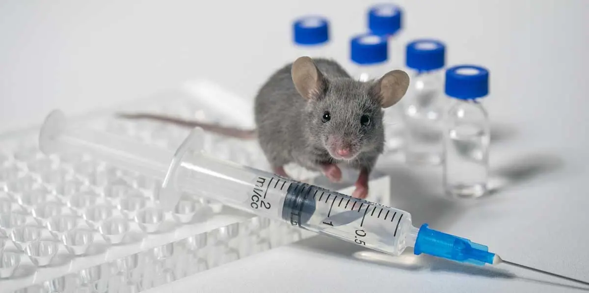 mouse with lab equipment