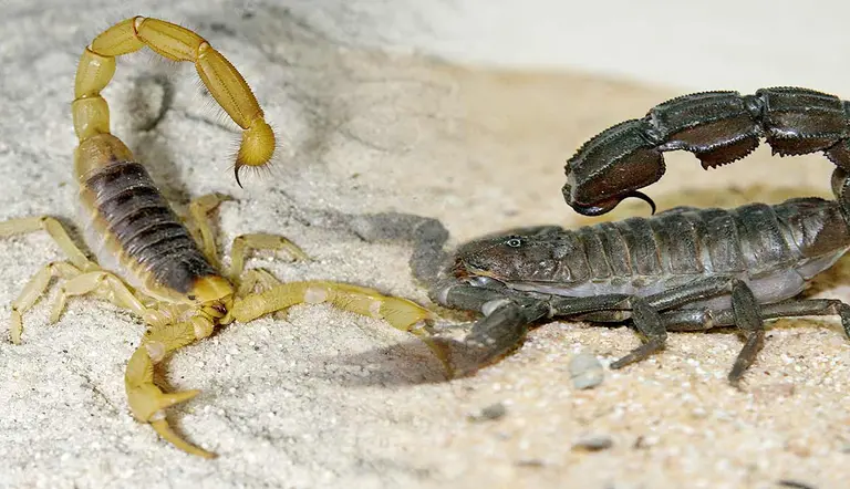 most dangerous scorpions in the world