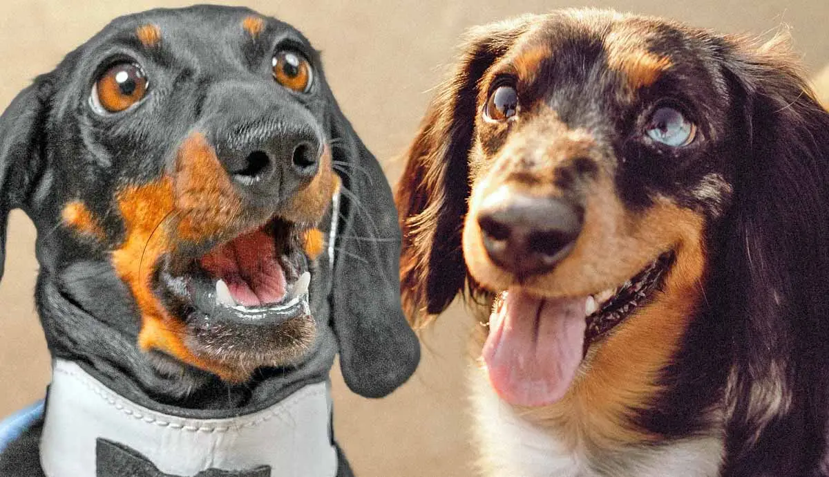dapper dachshunds delightful daring downright adorable