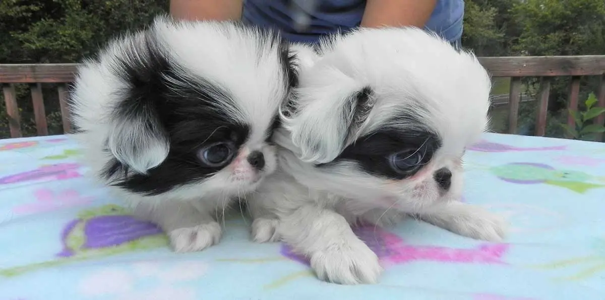 japanese chin puppies