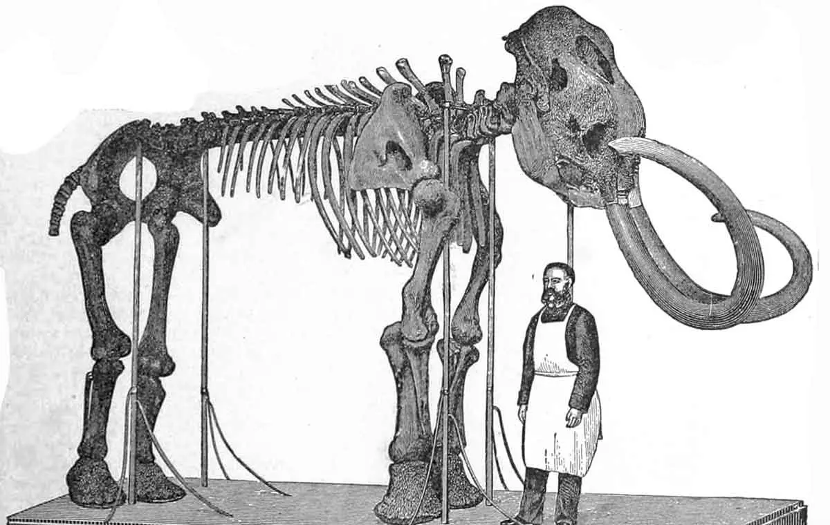 woolly mammoth skeleton with man