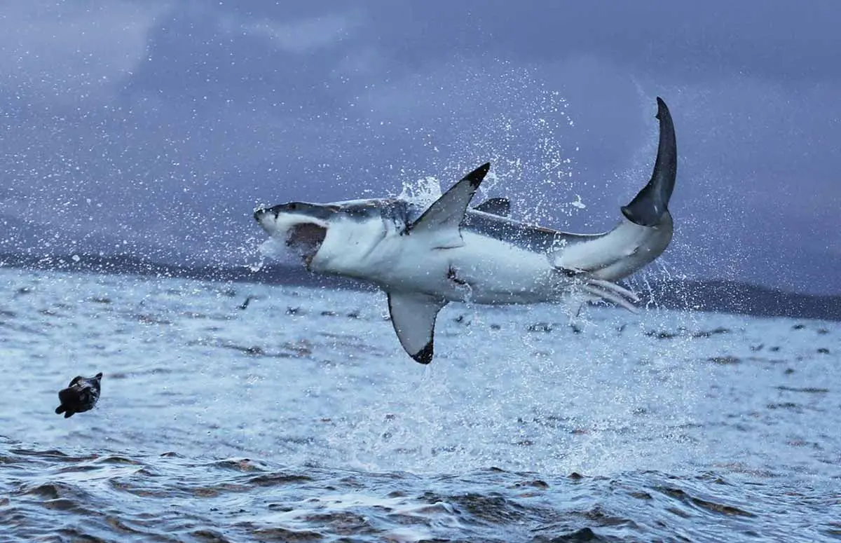 Great white shark, leaping from the sea to catch prey