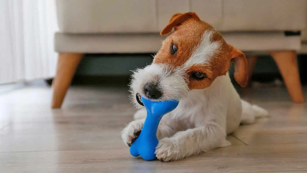 dog chew toy