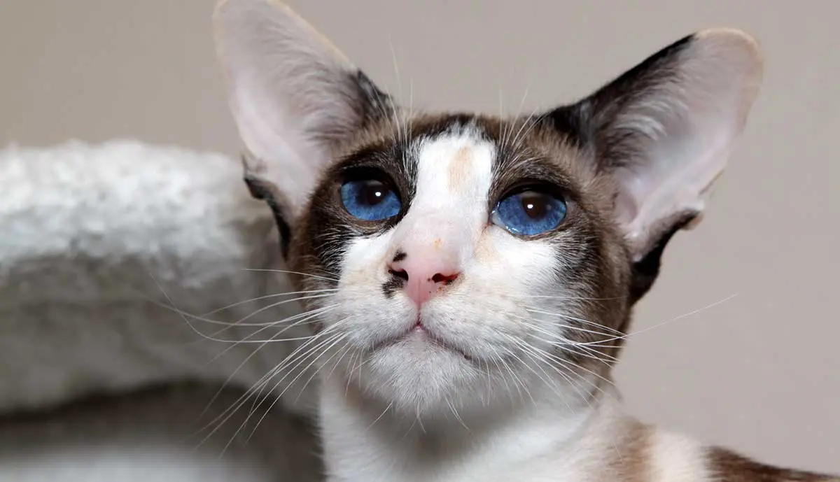 siamase cat with blue eyes