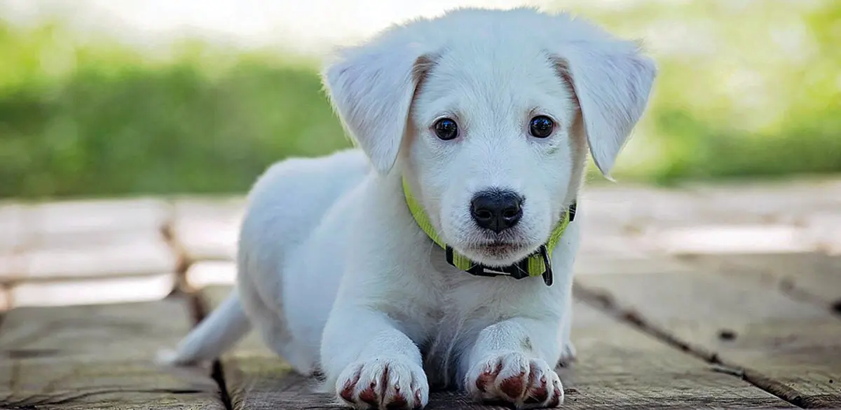 a lab puppy six weeks