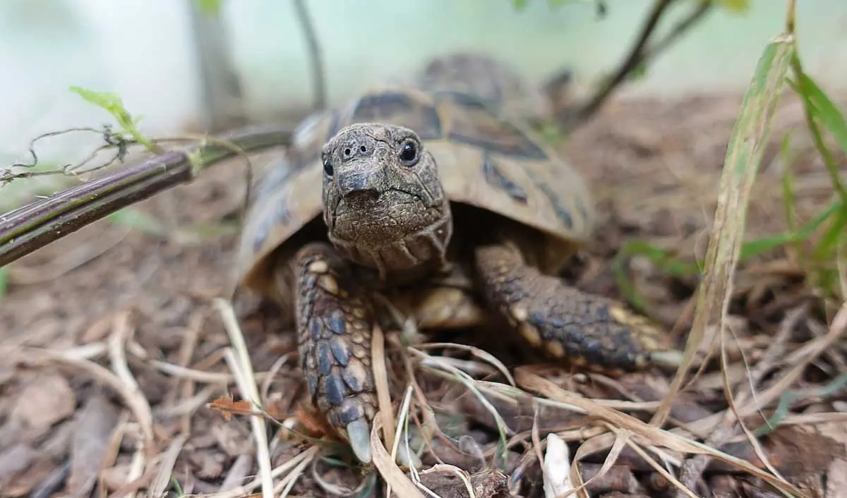 tortoise exploring its environment