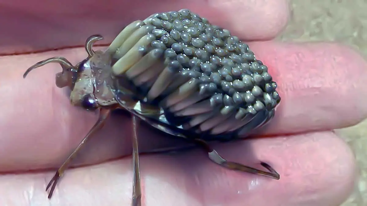 giant waterbug with eggs on back
