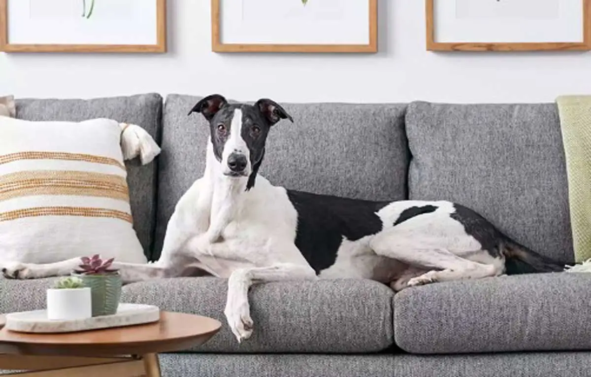 black white greyhound on sofa