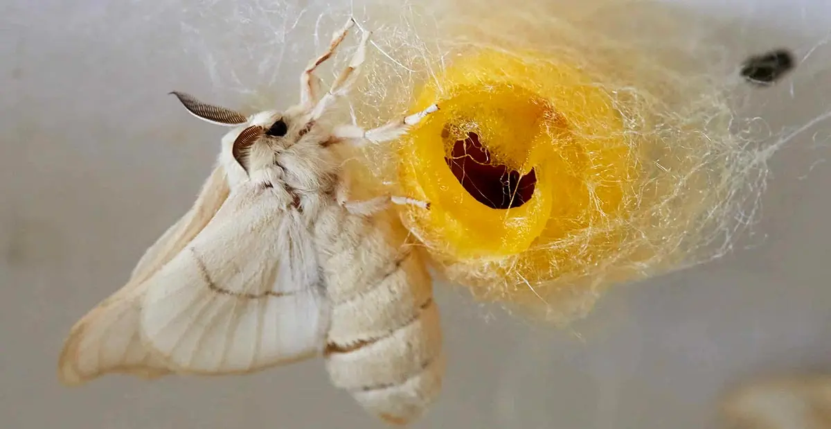 moth and cocoon