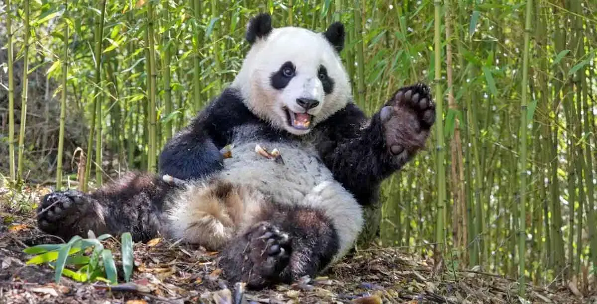panda conservation