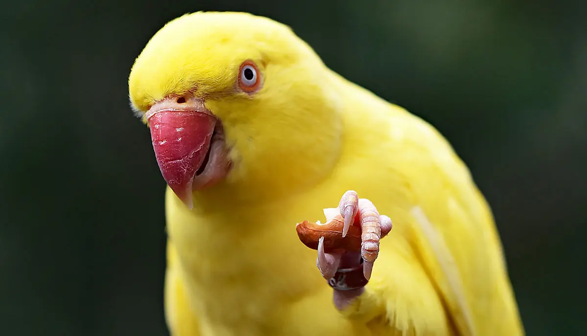 parrot eating almond