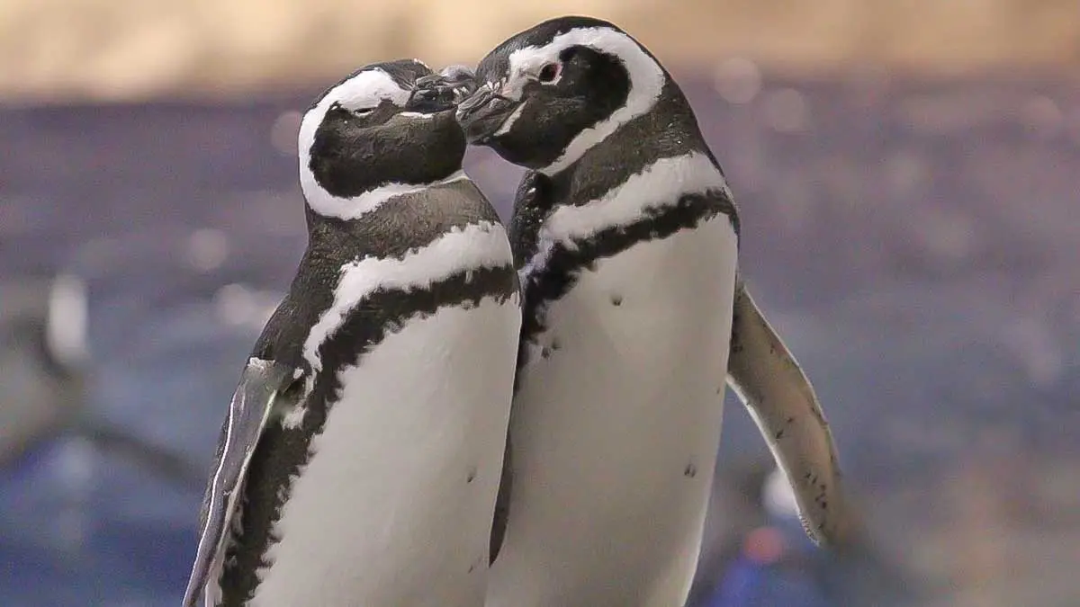 romantic penguins love cuddle
