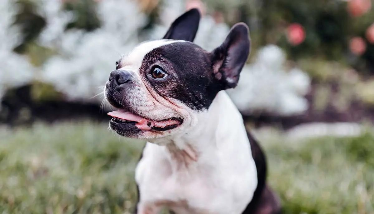 French Bulldog