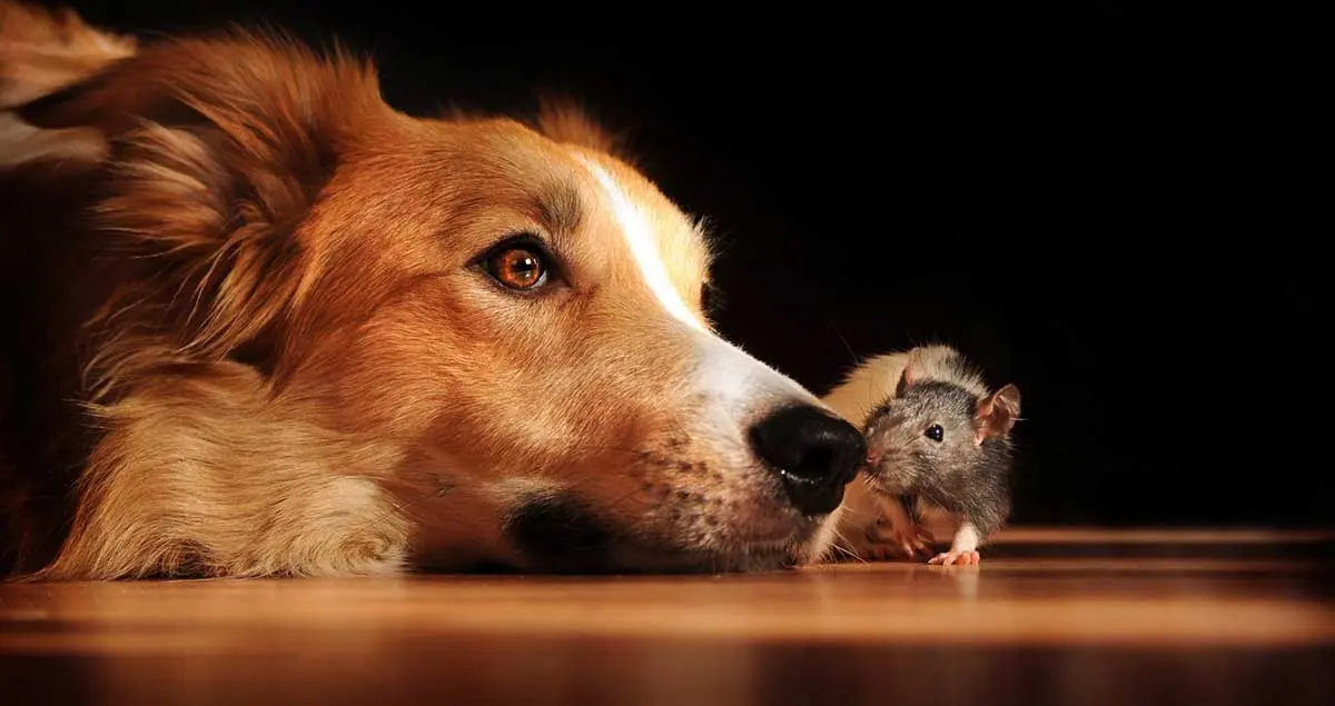 dog sniffing mouse