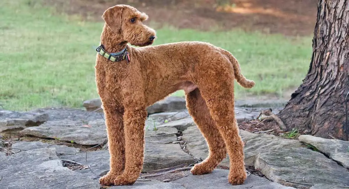 Brown Labradoodle Dog Standing Outdoors