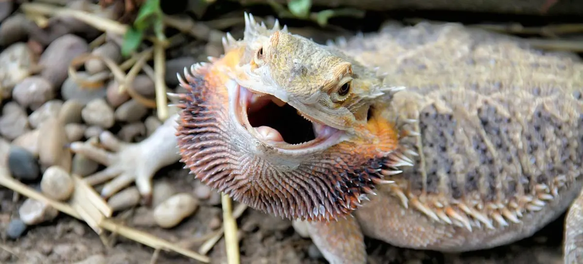 bearded dragon spiky