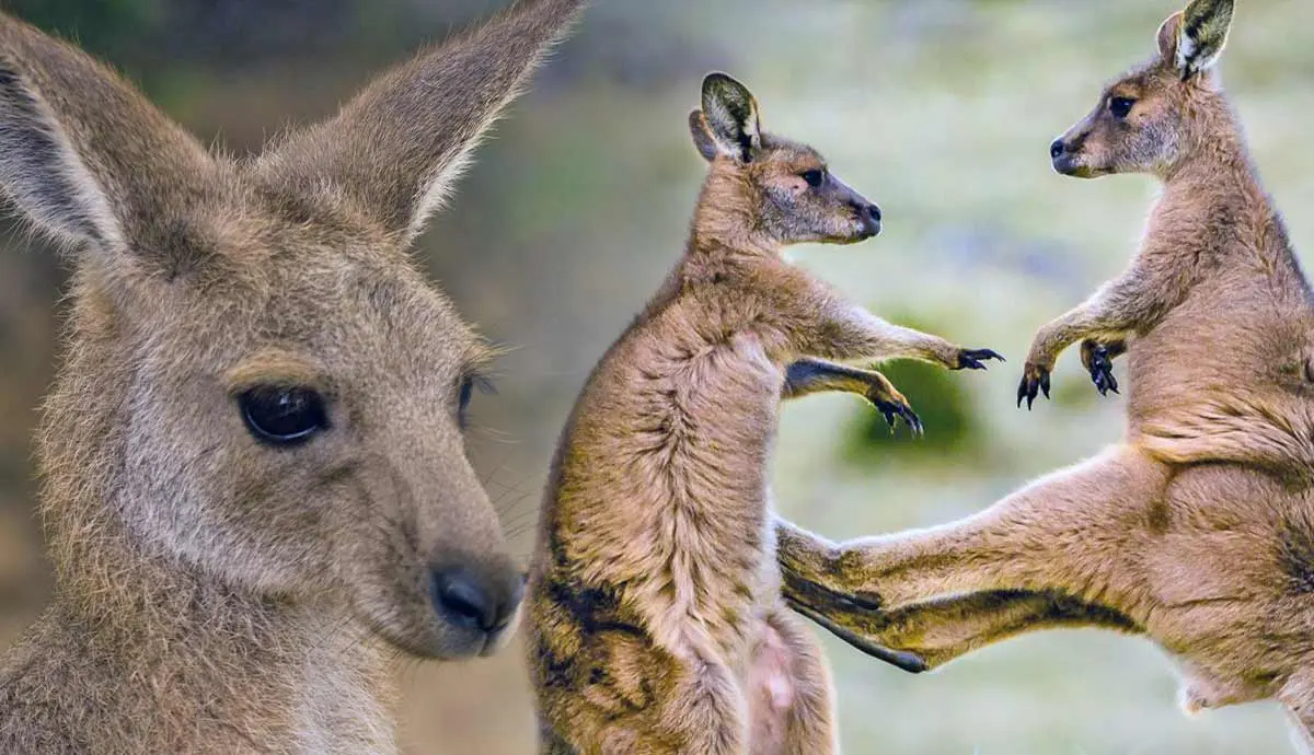 are kangaroos truly dangerous creatures