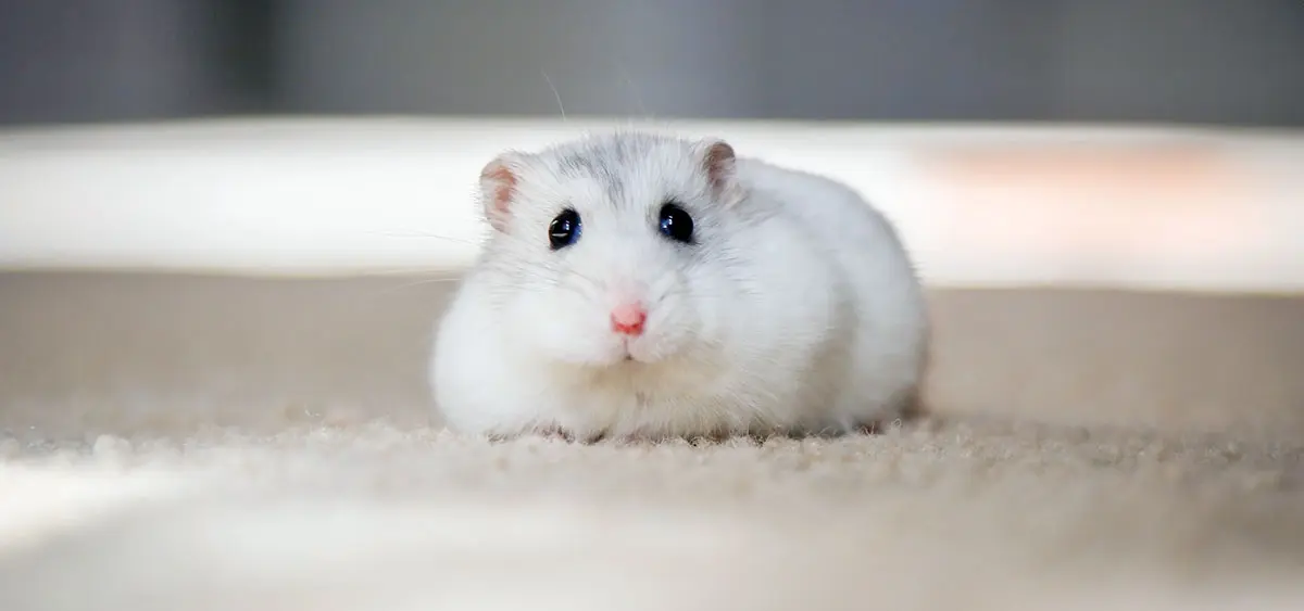 white hamster lying down